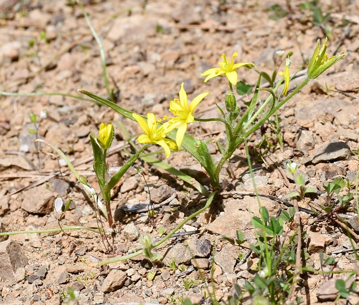 Изображение особи Gagea juliae.