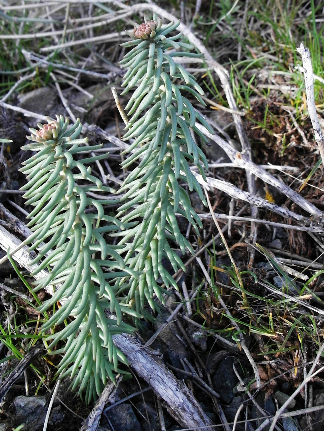 Image of Pseudosedum lievenii specimen.