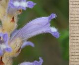 Phelipanche nana. Цветок (растение паразитирует на Potentilla sp.). Дагестан, Дербентский р-н, 3 км ЮЗ с. Геджух, луговая степь, среди кустарников. 6 мая 2022 г.
