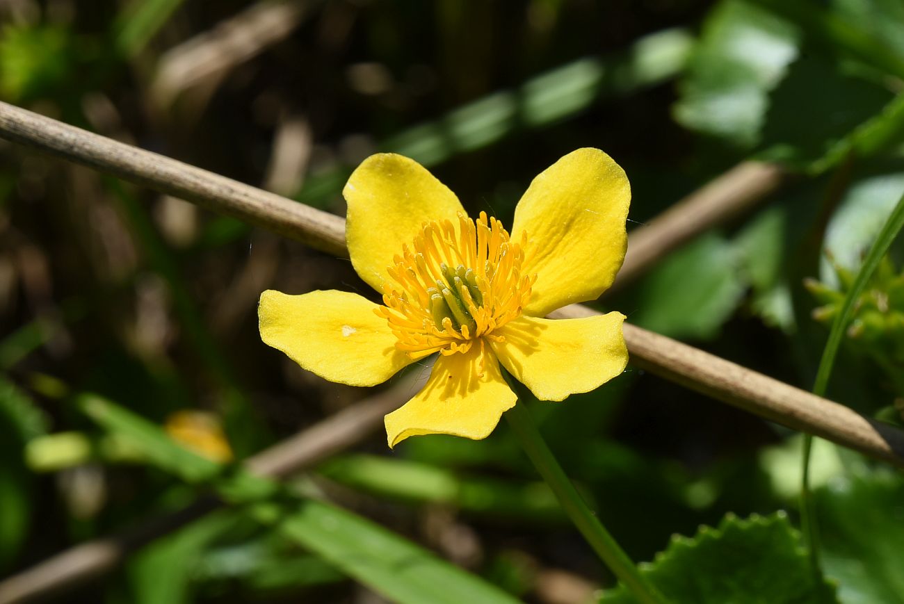 Image of Caltha palustris specimen.