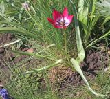 Tulipa humilis