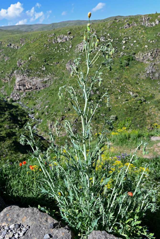 Image of genus Papaver specimen.