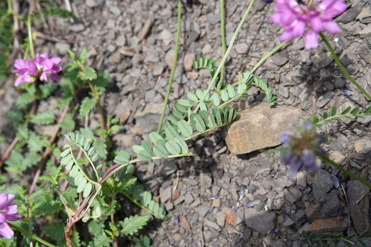 Image of Securigera varia specimen.