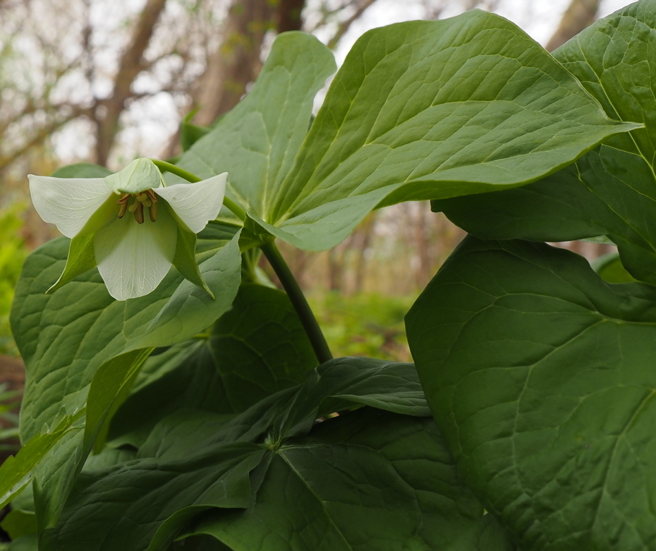 Image of Trillium flexipes specimen.