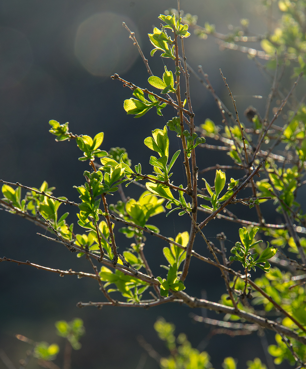 Изображение особи род Spiraea.