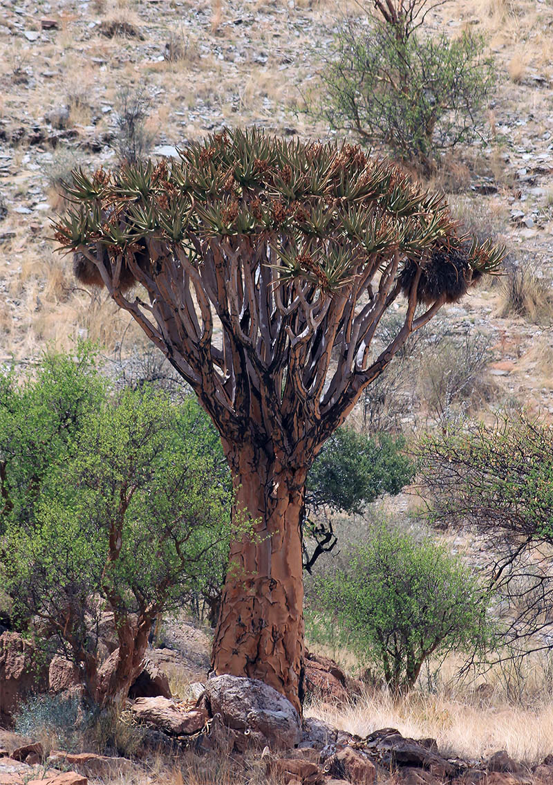 Изображение особи Aloidendron dichotomum.