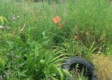 Hemerocallis × hybrida