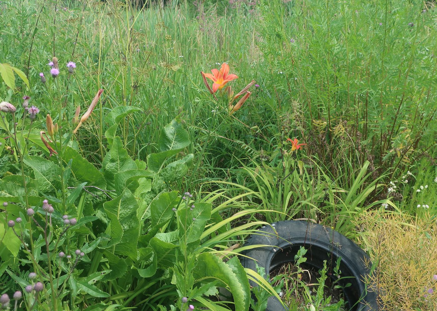 Image of Hemerocallis × hybrida specimen.
