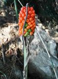 genus Arum