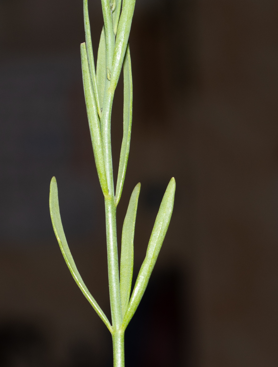 Image of Linaria chalepensis specimen.