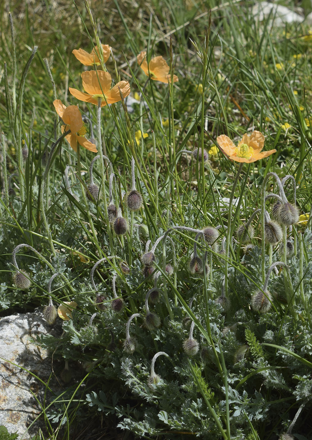 Image of Papaver lapeyrouseanum specimen.