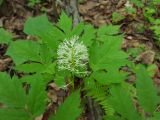 Actaea erythrocarpa