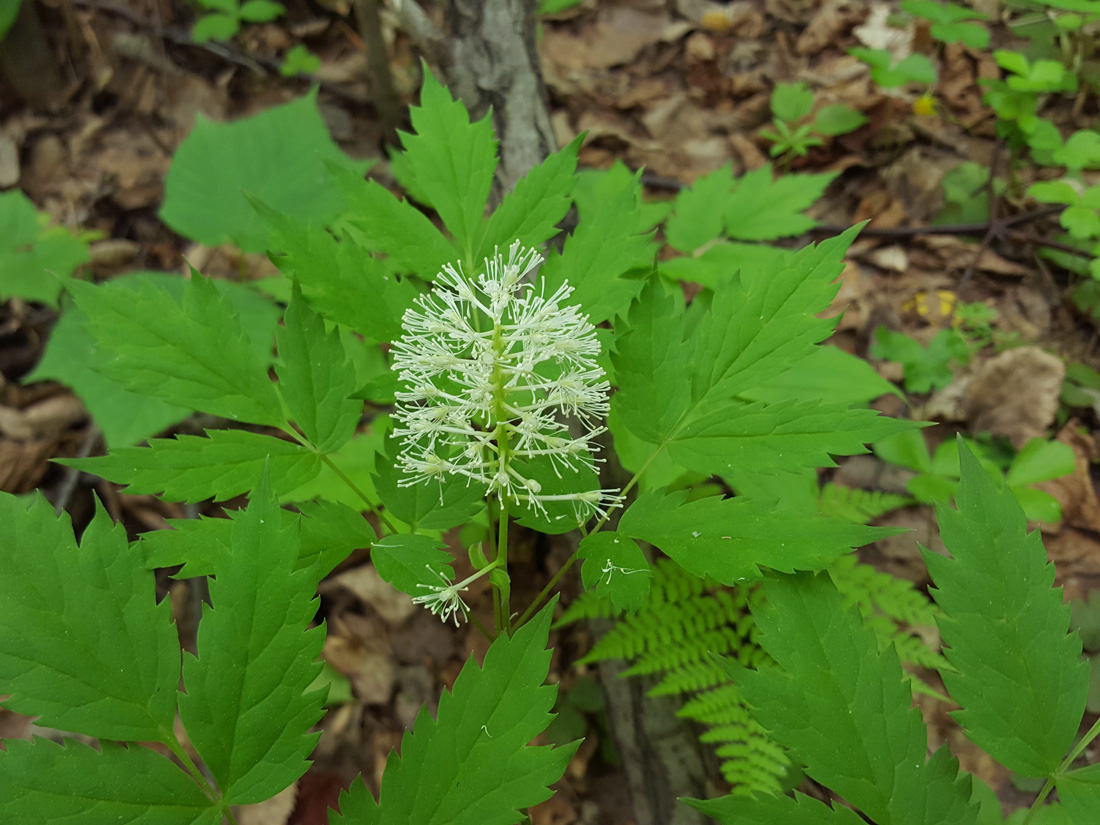 Изображение особи Actaea erythrocarpa.