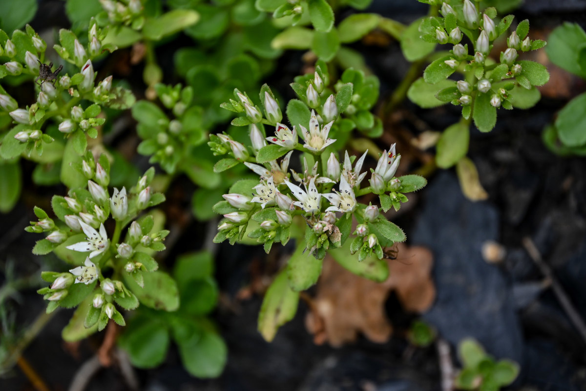 Изображение особи Sedum oppositifolium.