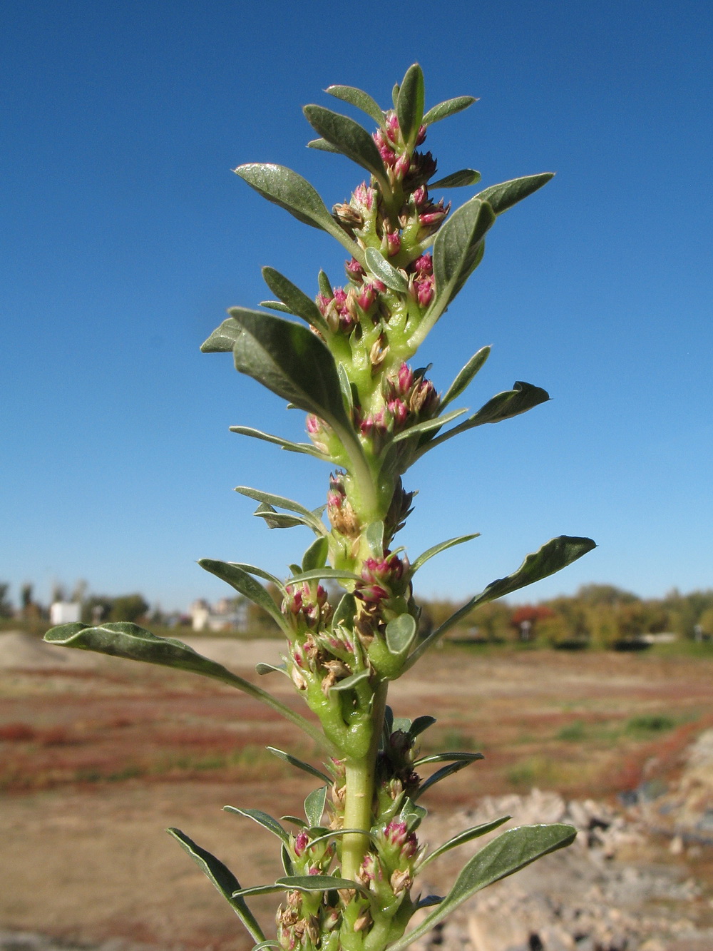 Image of Amaranthus albus specimen.