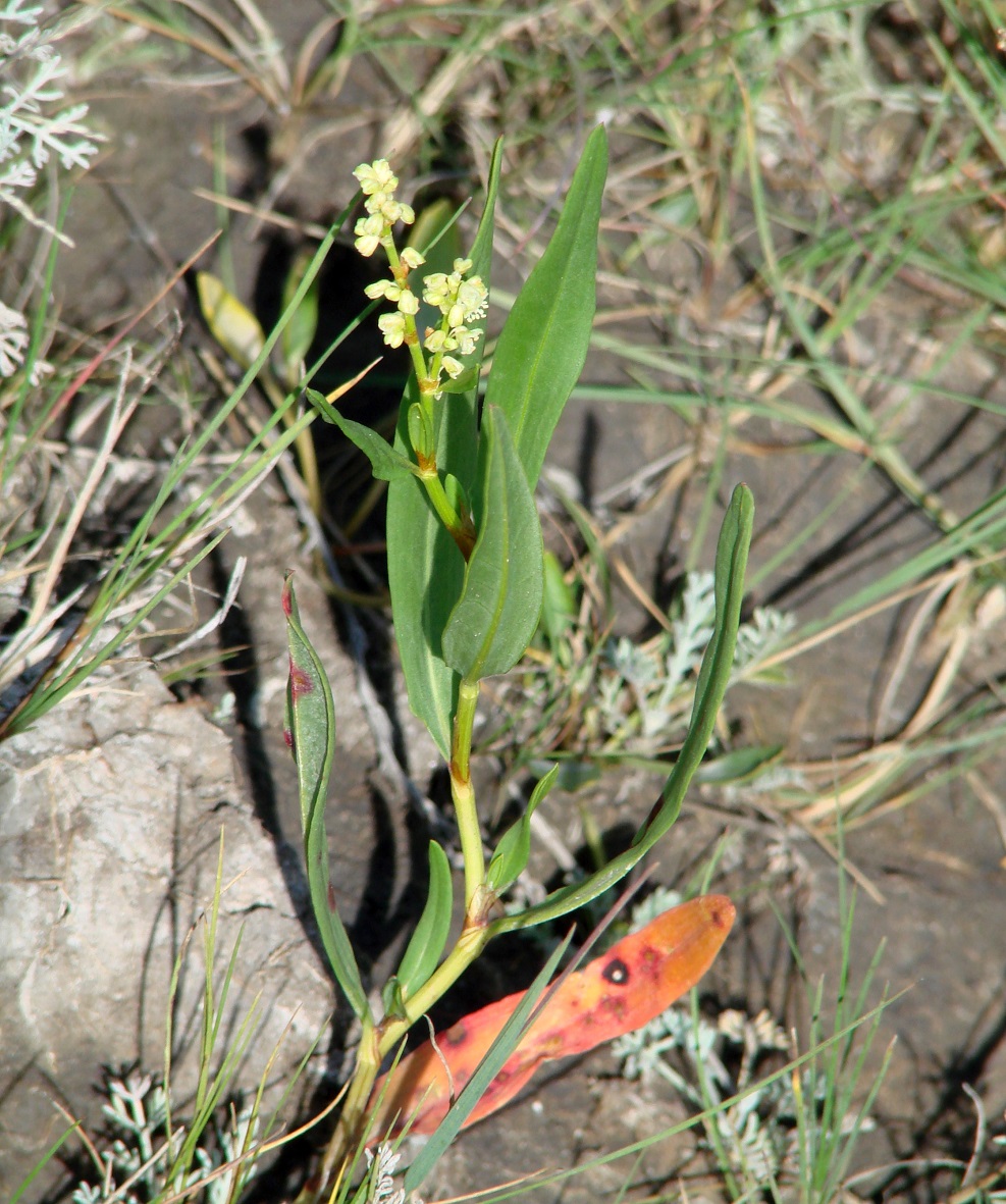 Image of Knorringia sibirica specimen.