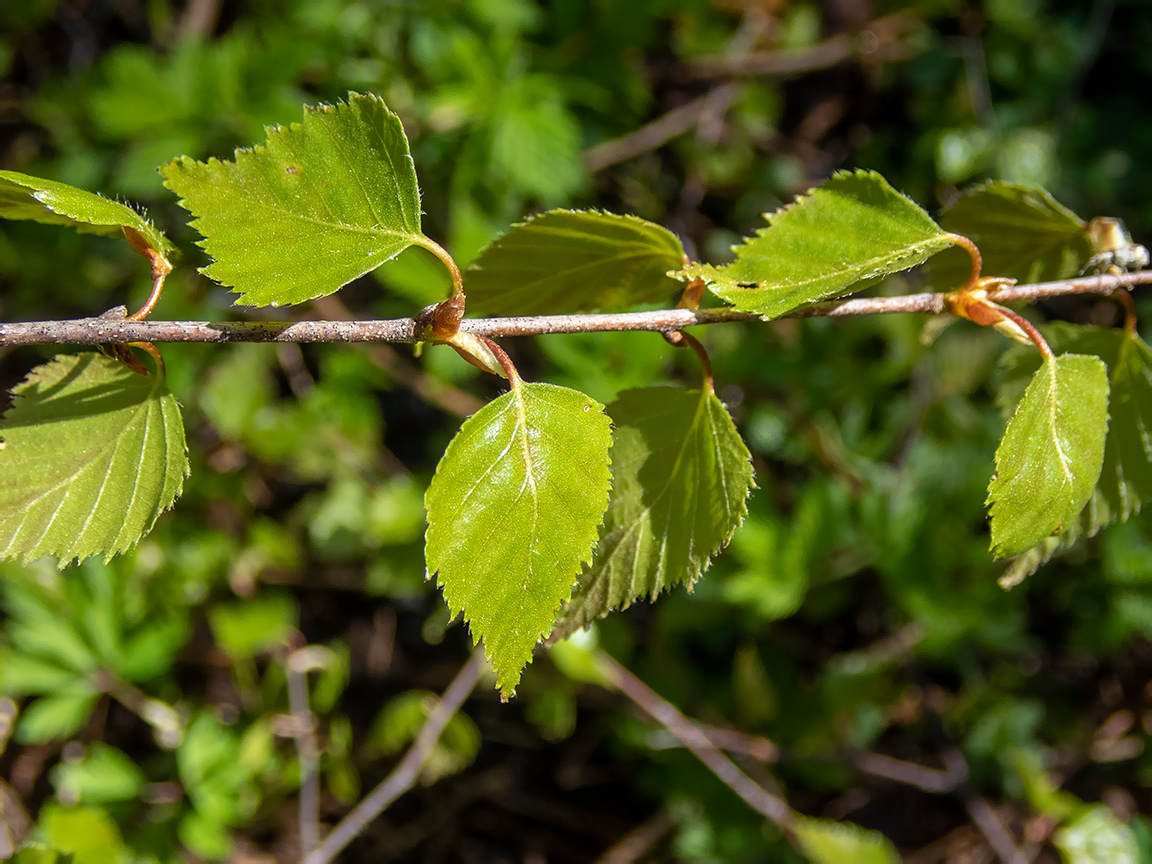 Изображение особи Betula pendula.