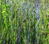 Equisetum fluviatile