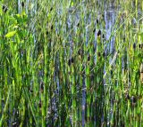 Equisetum fluviatile. Верхушки побегов со стробилами. Магаданская обл., окр. г. Магадан, нижнее течение р. Магаданка, небольшое озеро. 30.06.2022.