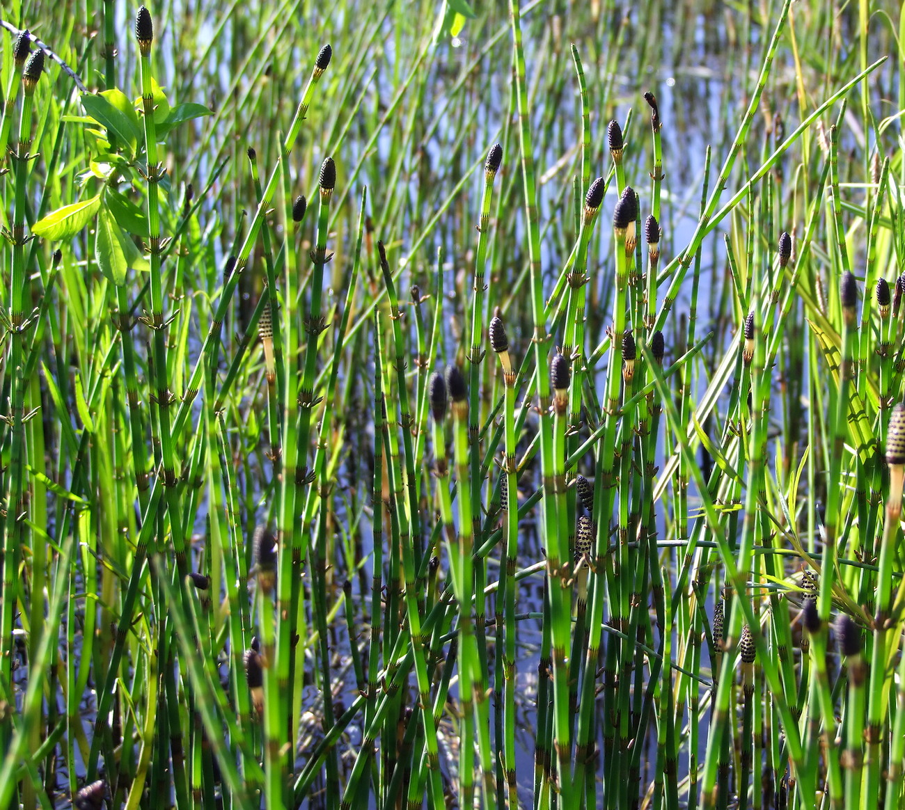 Изображение особи Equisetum fluviatile.