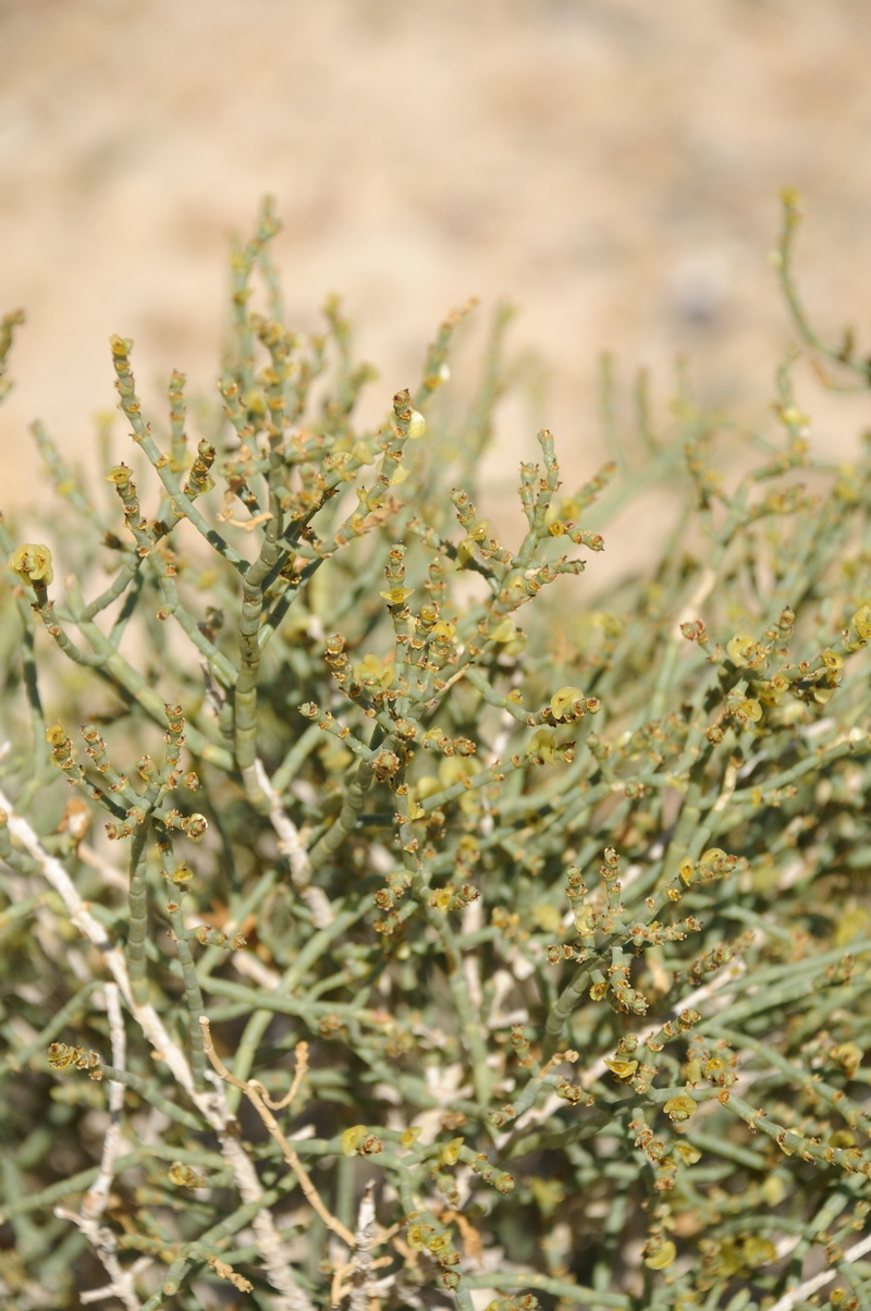 Image of Anabasis aphylla specimen.