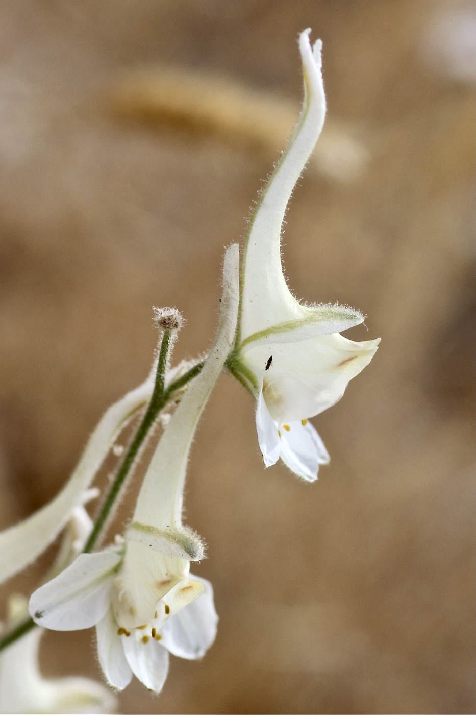 Image of Delphinium leptocarpum specimen.