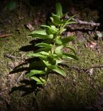 Carpinus betulus. Опавшее соплодие. Республика Адыгея, левый борт долины руч. Сюк, широколиственный лес. 31 июля 2022 г.