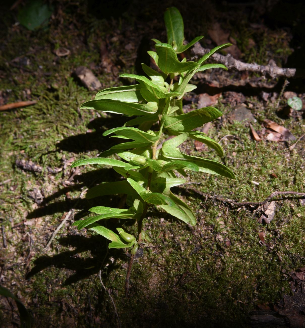 Изображение особи Carpinus betulus.