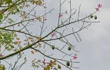 Ceiba speciosa