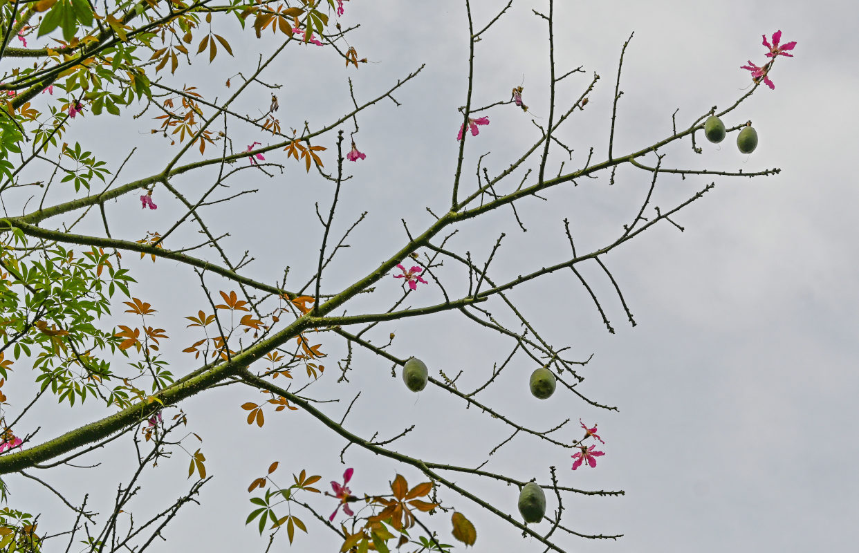 Image of Ceiba speciosa specimen.