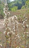 Solidago virgaurea