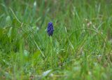 Muscari neglectum. Цветущее растение. Краснодарский край, Крымский р-н, станица Неберджаевская, приусадебный участок, лужайка. 08.04.2023.