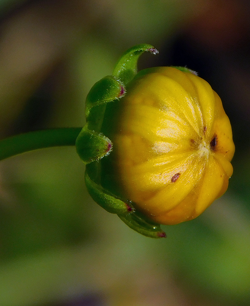 Image of Coreopsis grandiflora specimen.