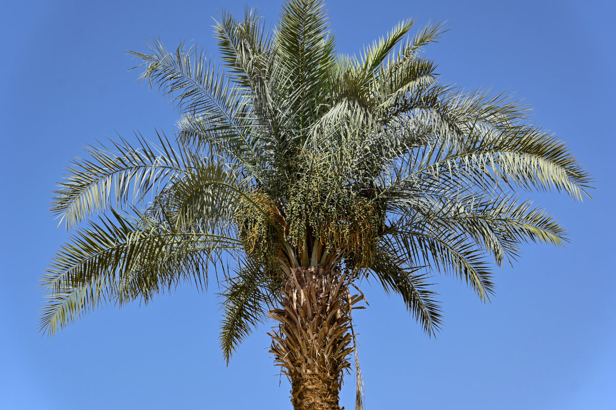 Image of Phoenix dactylifera specimen.