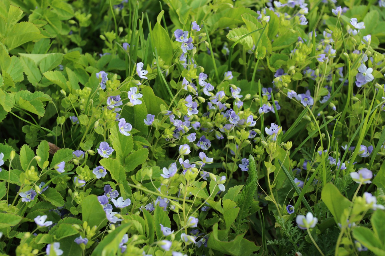 Image of Veronica filiformis specimen.