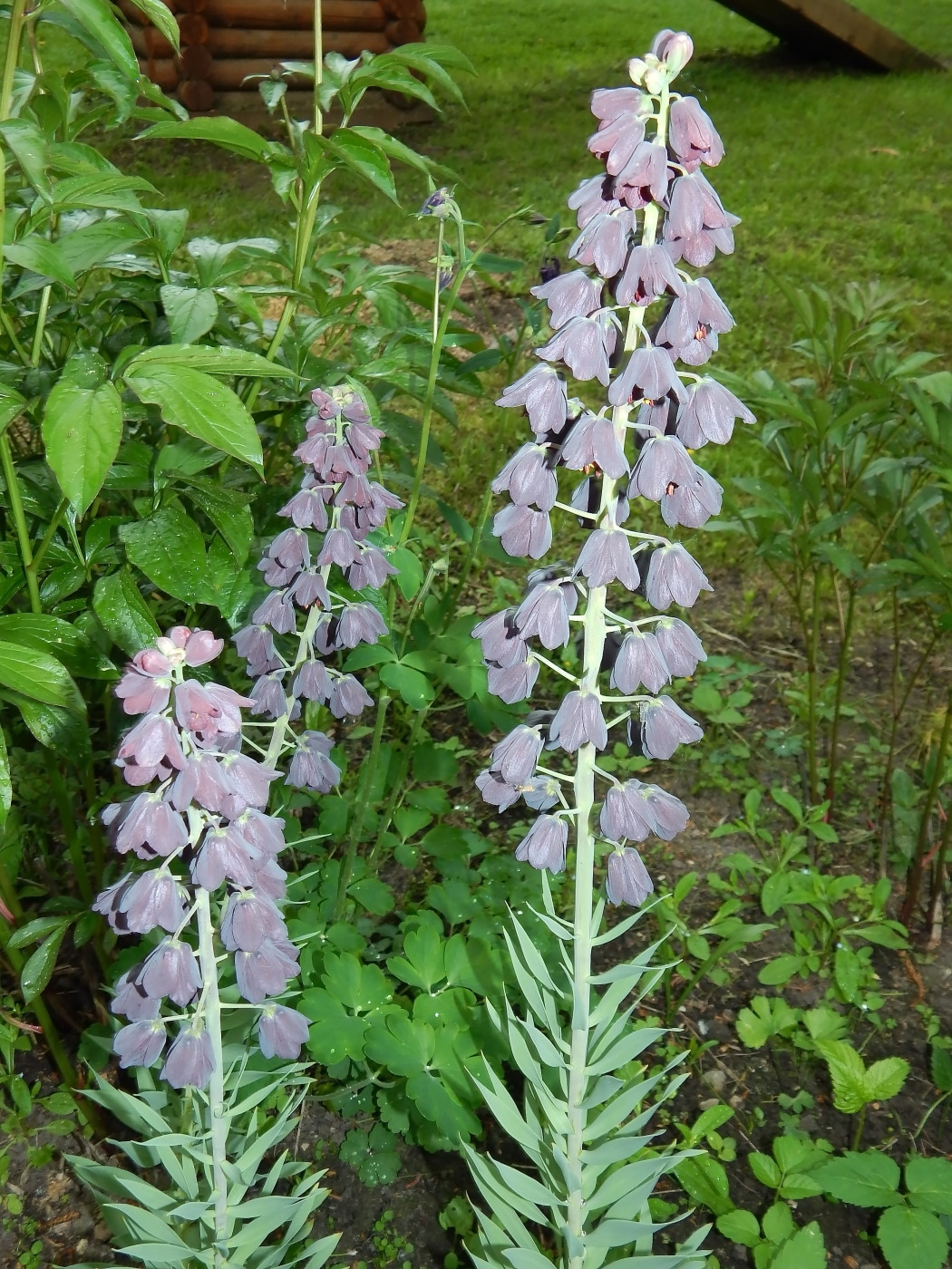 Image of Fritillaria persica specimen.