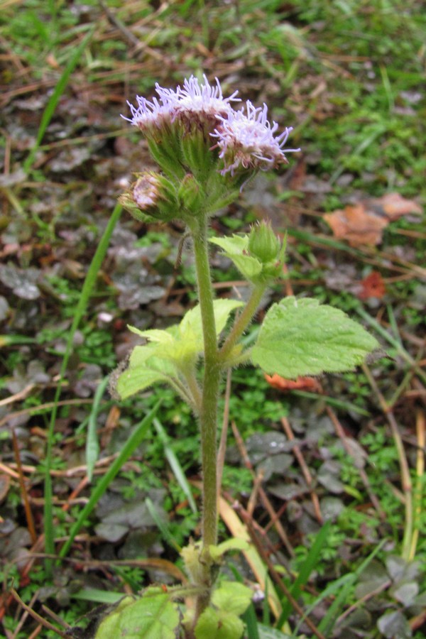 Изображение особи Ageratum houstonianum.