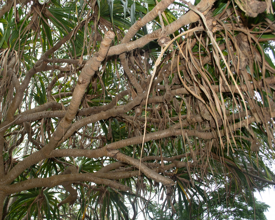 Изображение особи Pandanus odorifer.