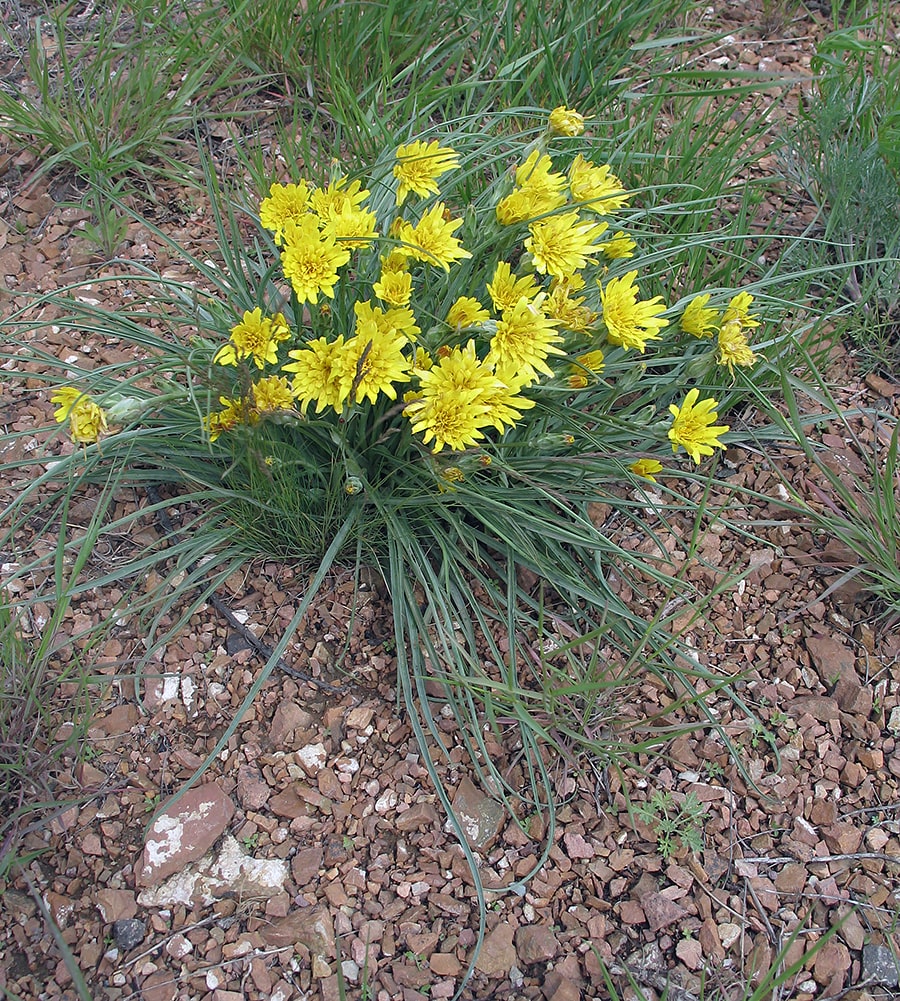 Изображение особи Scorzonera pubescens.