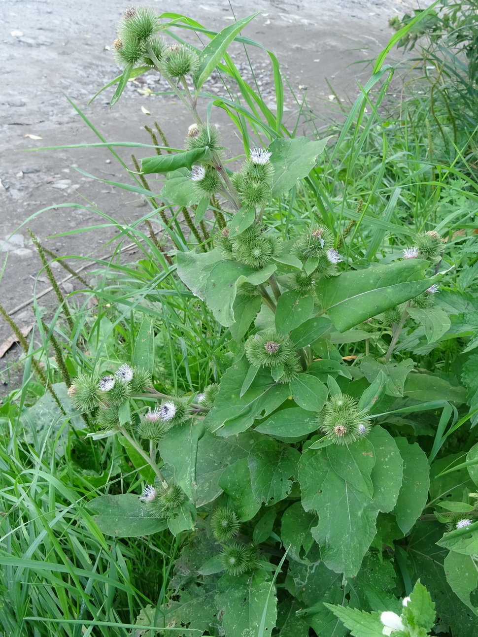 Изображение особи Arctium minus.