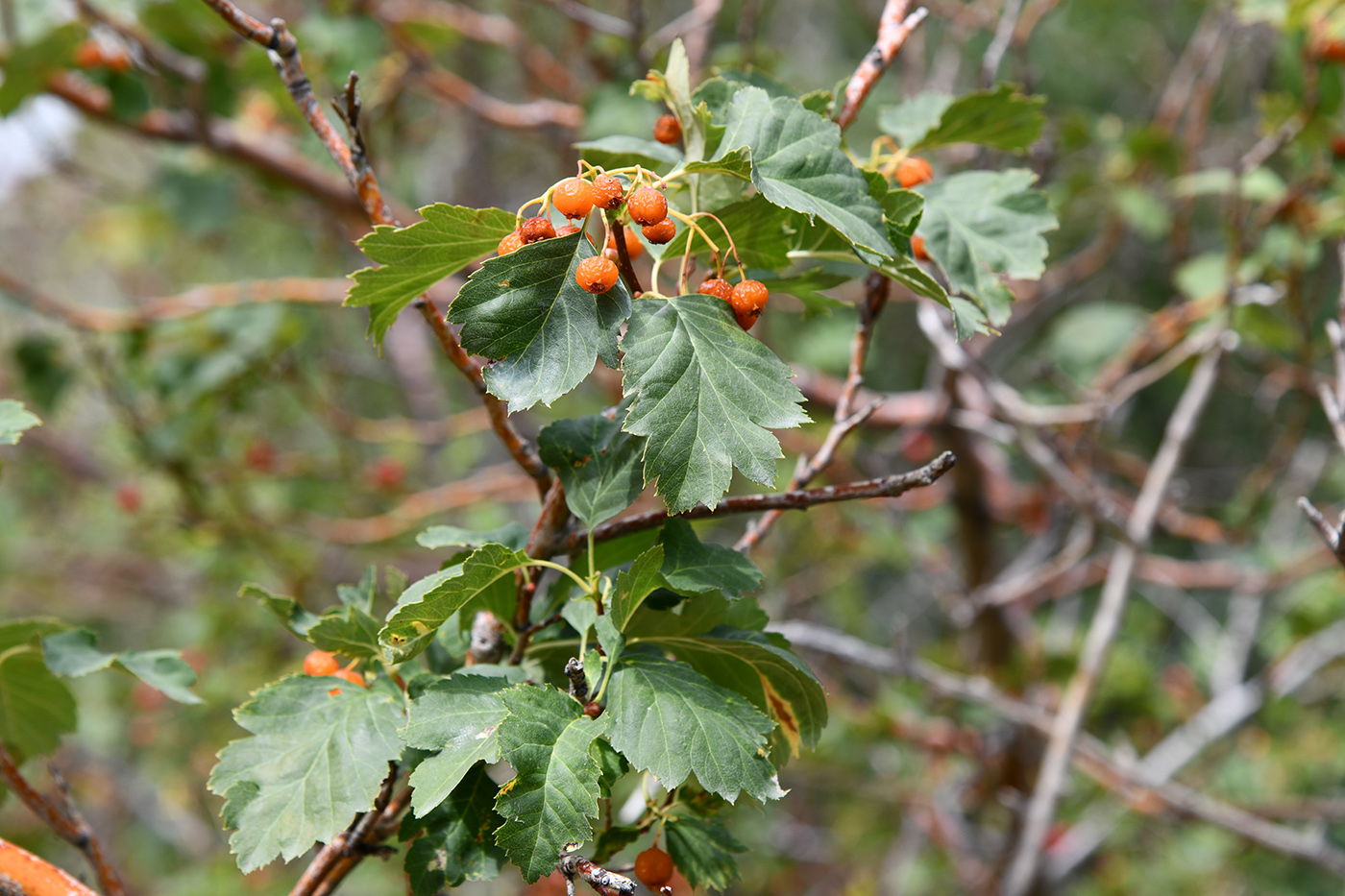 Изображение особи Crataegus korolkowii.