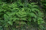 Pteridium tauricum. Спороносящие растения. Грузия, Имеретия, окр. Гелатского монастыря, опушка широколиственного леса. 14.06.2023.