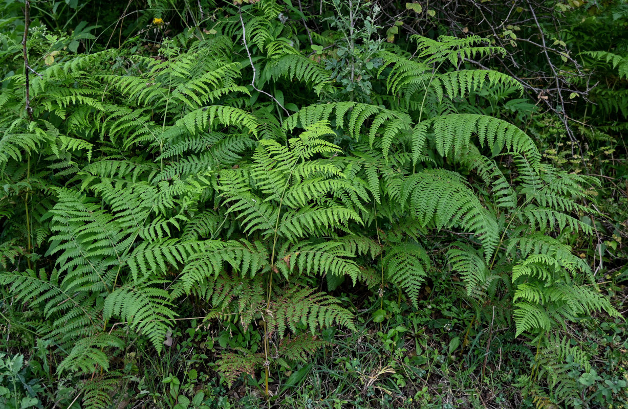 Image of Pteridium tauricum specimen.