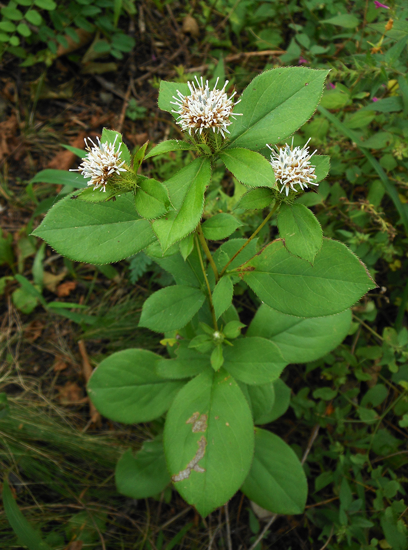 Image of Atractylodes ovata specimen.