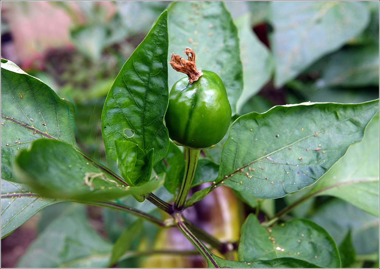 Изображение особи Capsicum annuum.