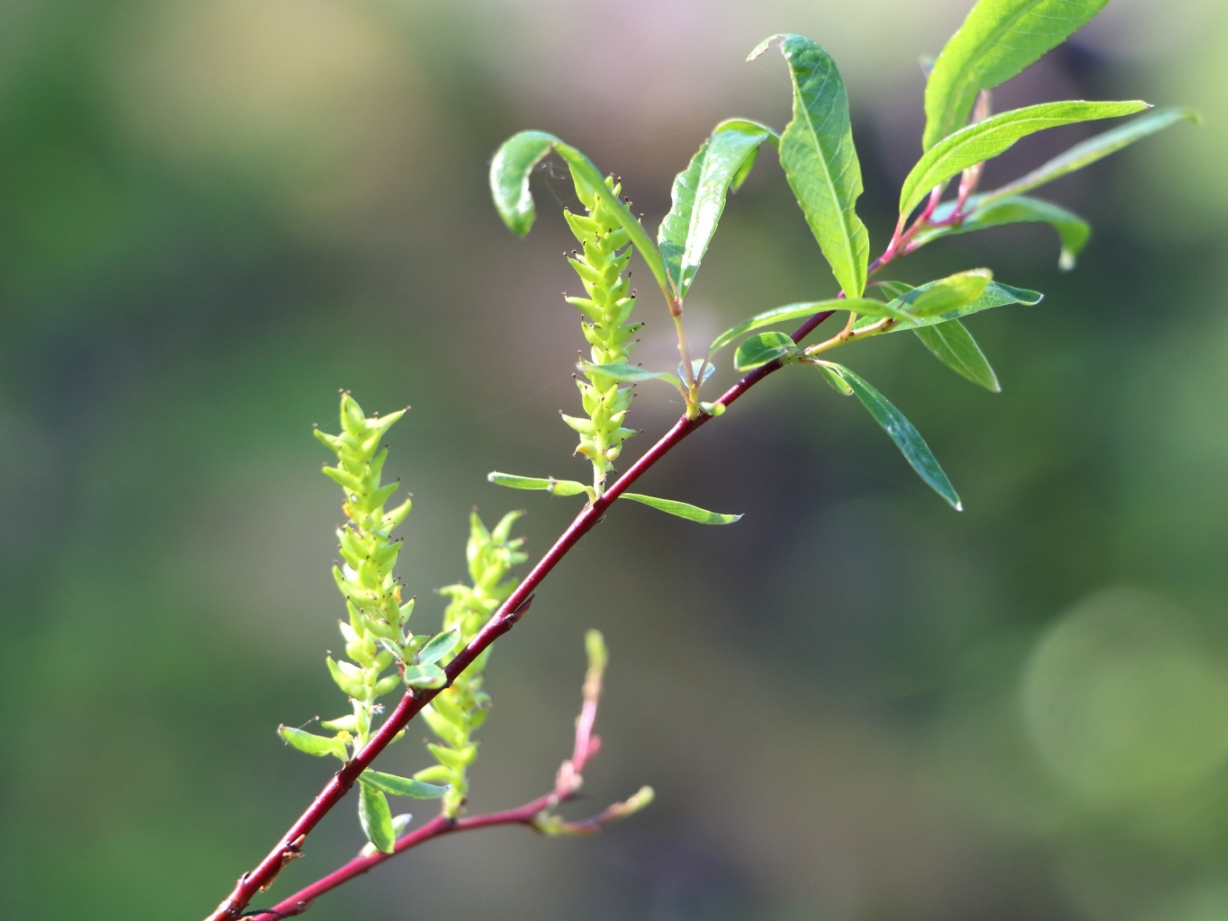 Image of Salix saposhnikovii specimen.