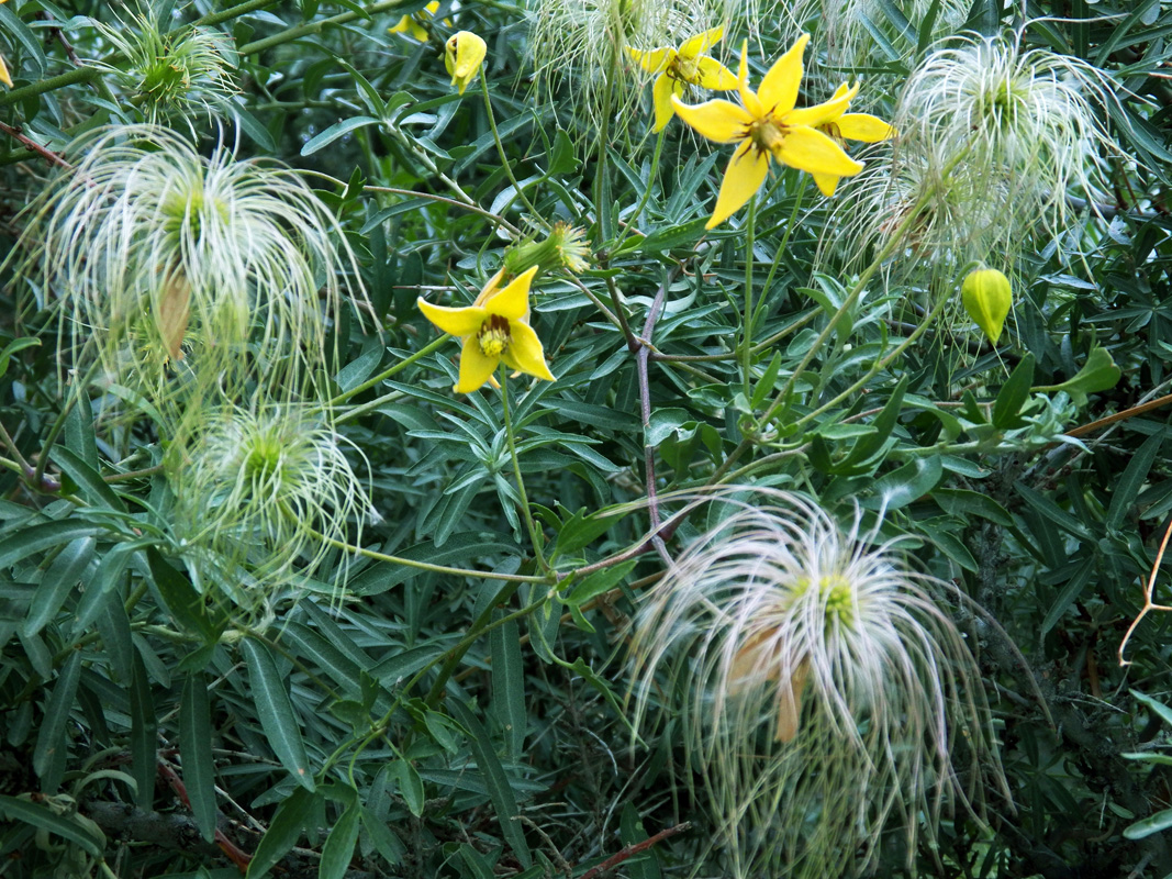Изображение особи Clematis tangutica.