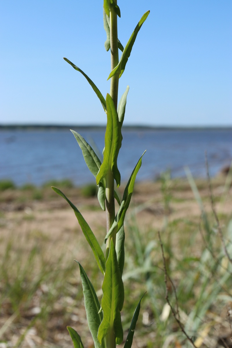 Image of Isatis tinctoria specimen.