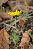 genus Hieracium. Цветущее растение. Краснодарский край, Лазаревский р-н, мкр-н Дагомыс, гора Успенка, 130 м н.у.м., поляна. 04.11.2023.