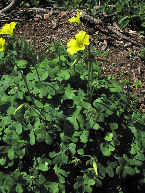 Image of Oxalis pes-caprae specimen.